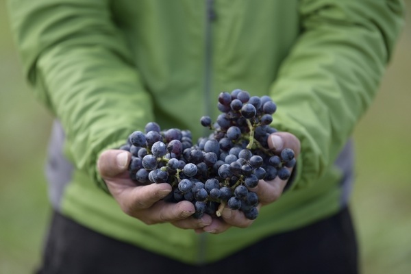 “bocchi”は一人ぼっちのぼっち。 一人ひとりの力は小さくても集まればやがて大きな実を結びます。 自然豊かな金沢・俵町で育てた金沢産100%ワインとともに里山の魅力をお届けします。