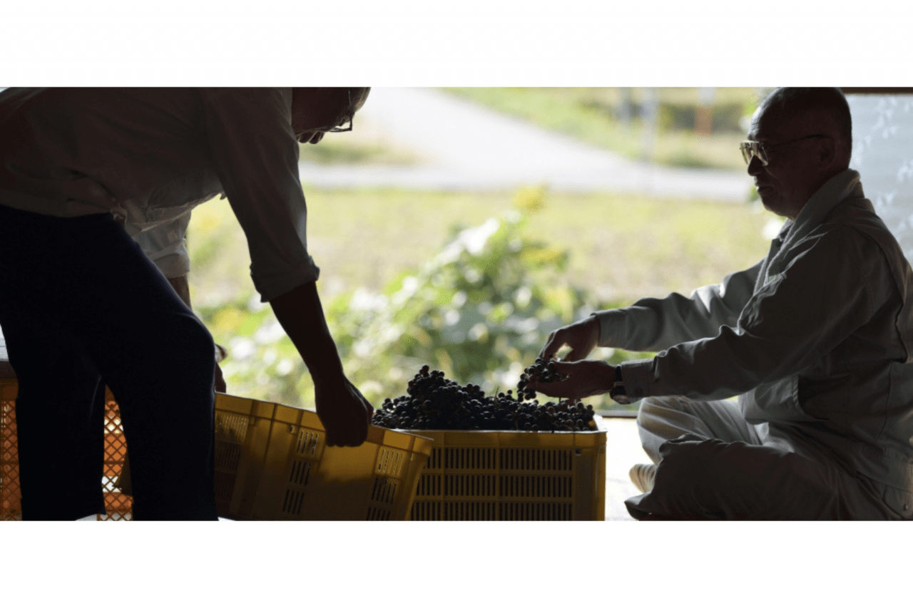私たちは、地域の高齢化によって手入れが行き届いていない土地をお借りし、ぶどうを栽培することで、俵町の里山を守るお手伝いをしたいと考えています。